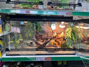 Аква Тоника Террариум Агама 80*45*40см фото, цены, купить